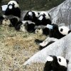 Pandas 05